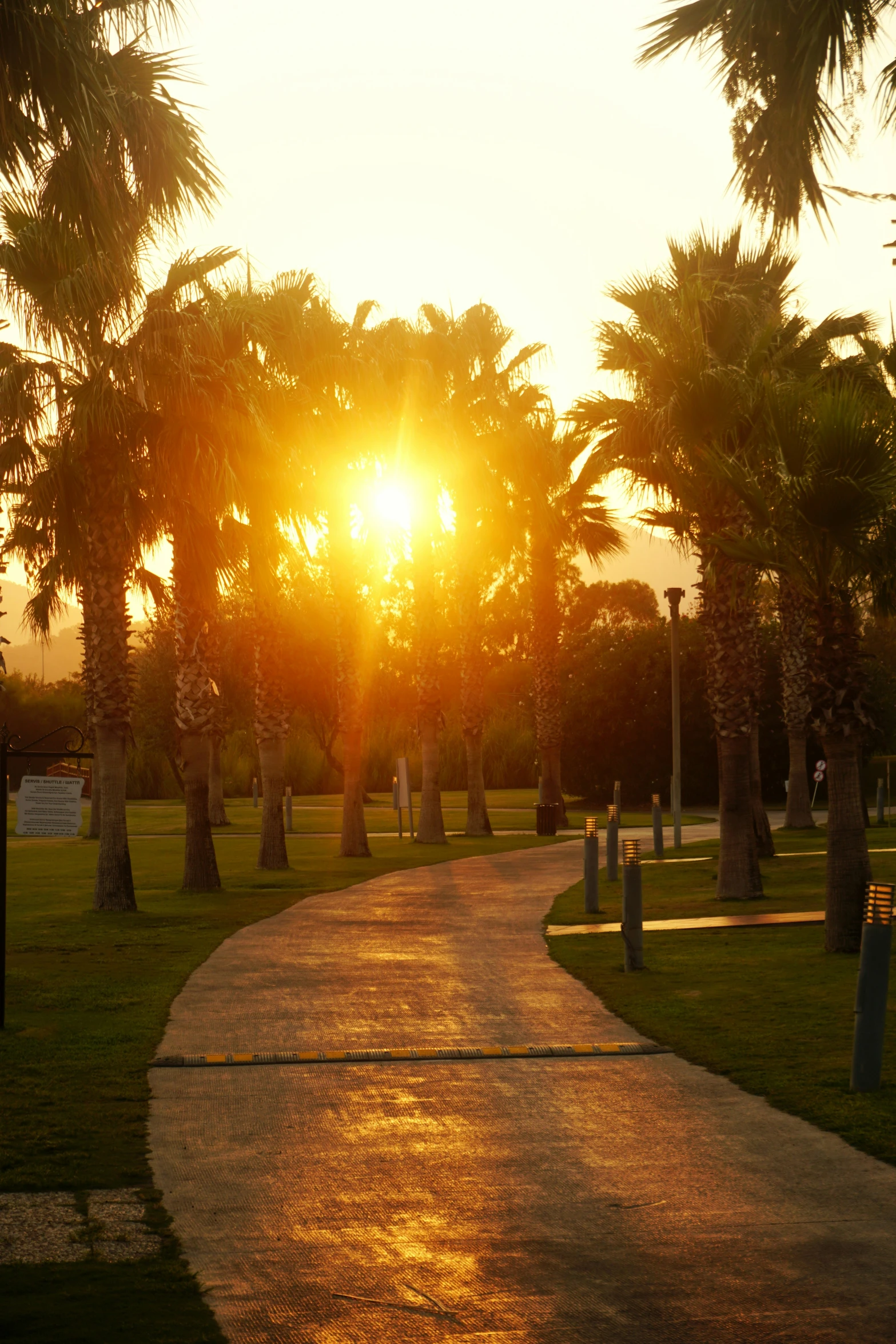 a trail going through a park with palm trees around