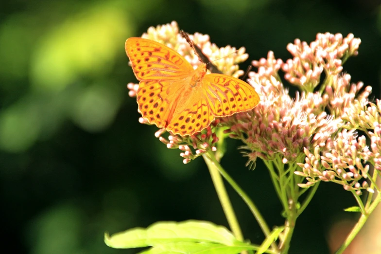 a erfly sitting on a flower with lots of pink flowers