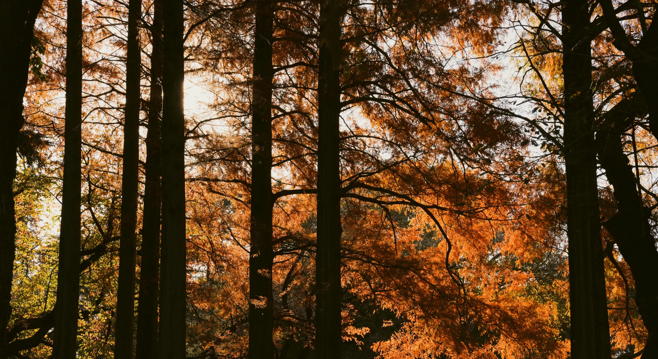 the trees in the forest are turning colors