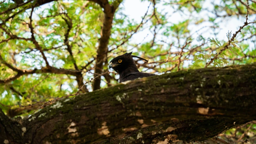 there is a bird perched in the tree