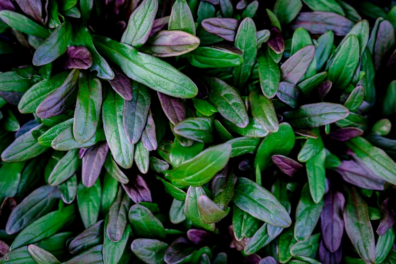 purple and green leaves of various plants