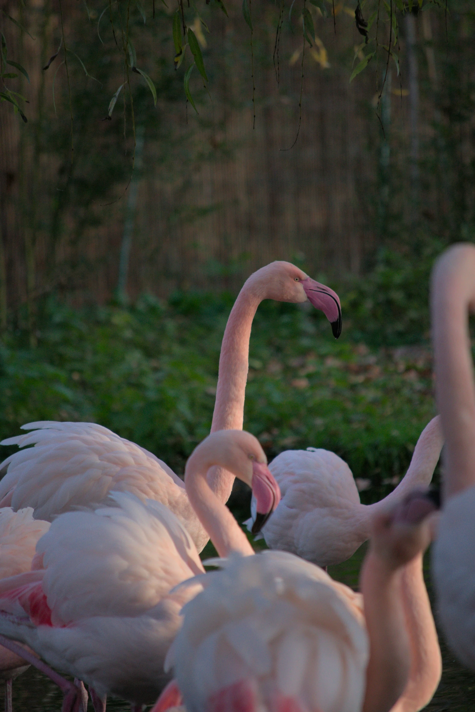 pink flamingos in the water near some trees