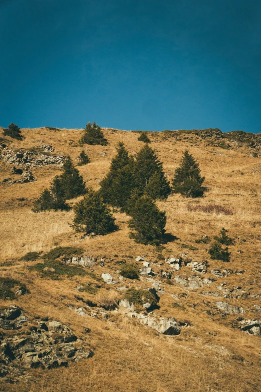 the top of a large hill with pine trees in the foreground