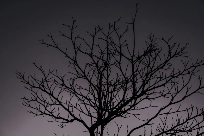 the nches of two bare trees in front of the moon