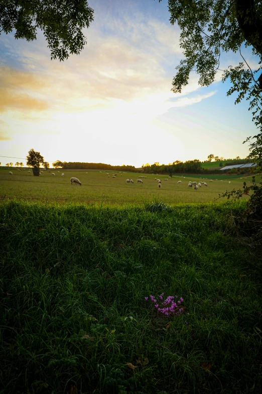 cows on the grass grazing in a field