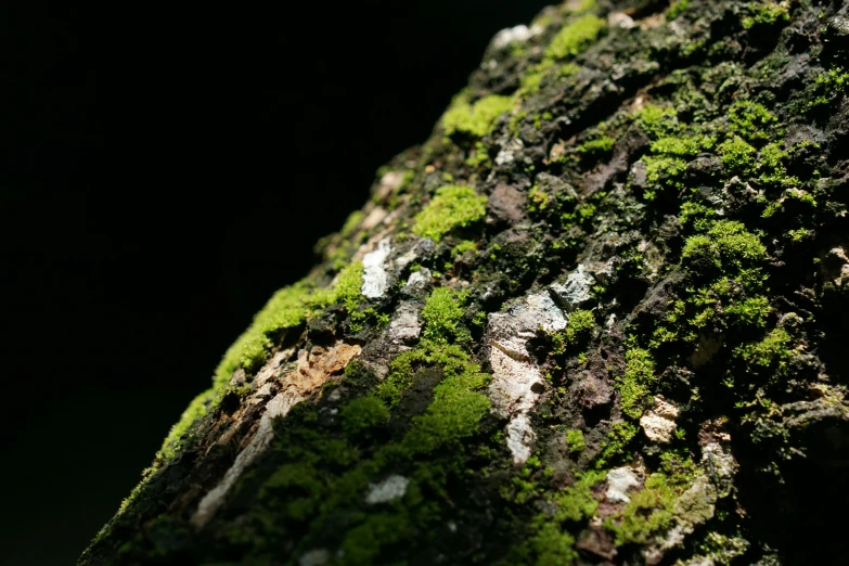 a tree that has green moss growing on it