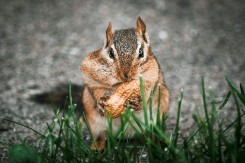 a small chipp squirrel sitting on the ground looking up