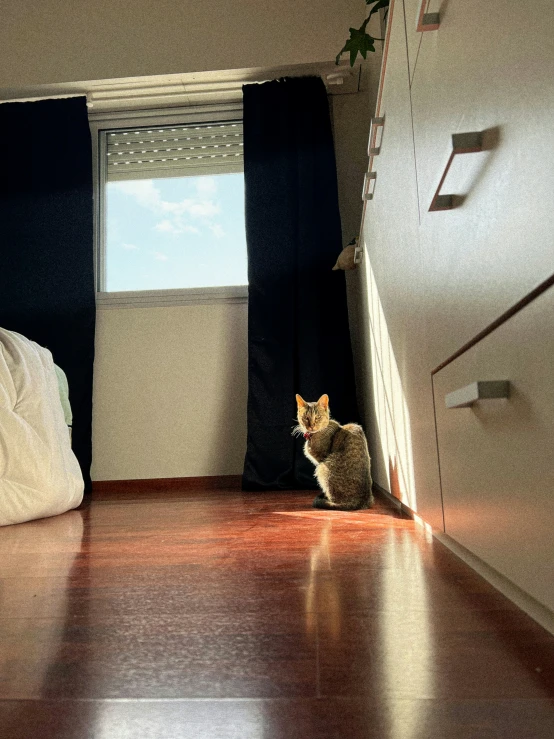 a kitten is sitting on the floor looking out the window