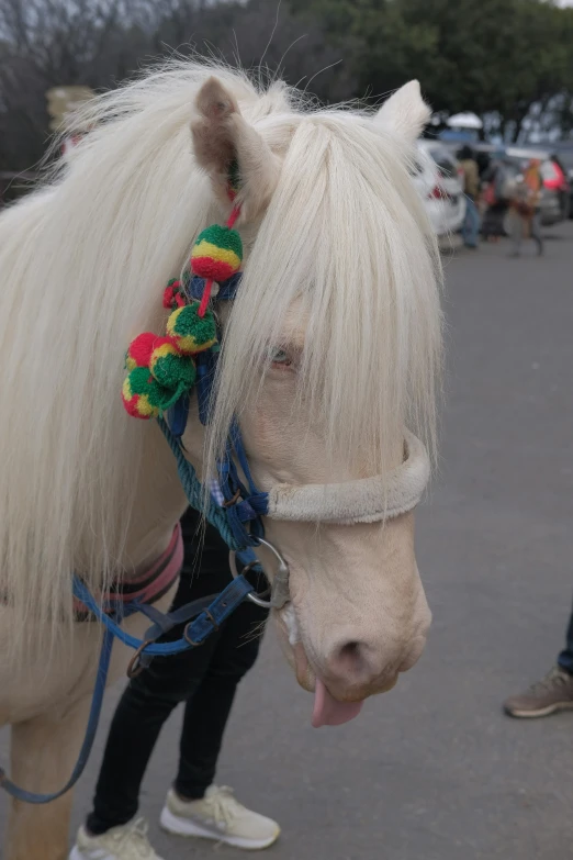 a pony wearing a head piece and rope