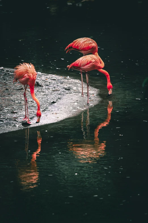 some flamingos are standing around in the water
