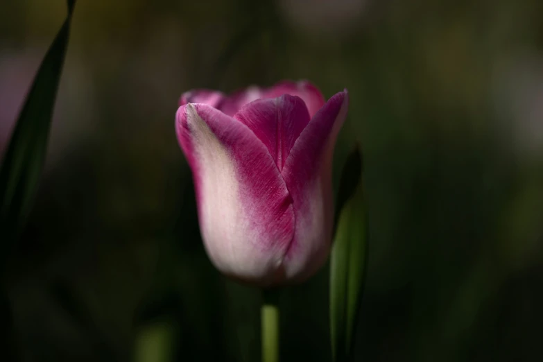 a pink tulip sitting alone in the grass