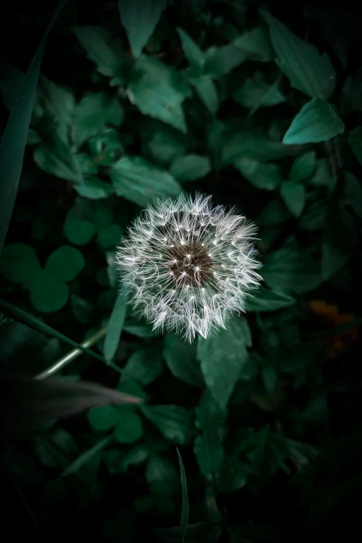a very big pretty dandelion by some green leaves