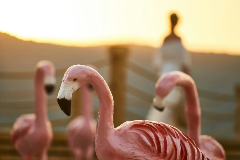 a flamingo standing in the middle of three flamingos