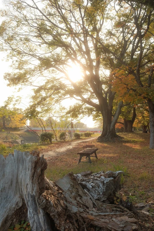 a tree trunk laying across a park bench