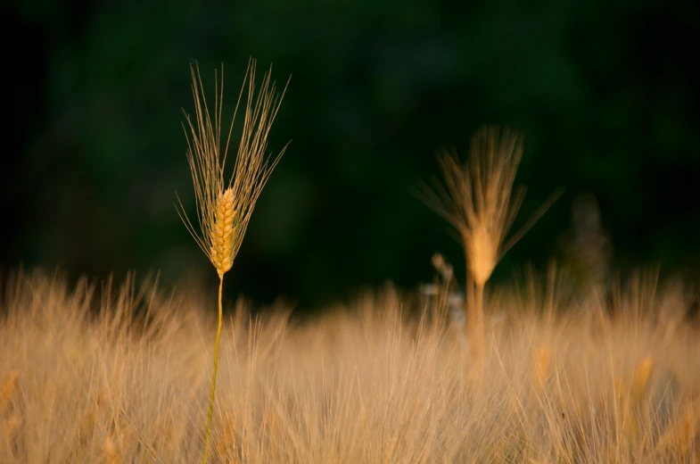 some tall brown ears of grass in a field
