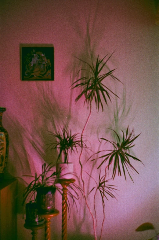 a room with two plants against the wall