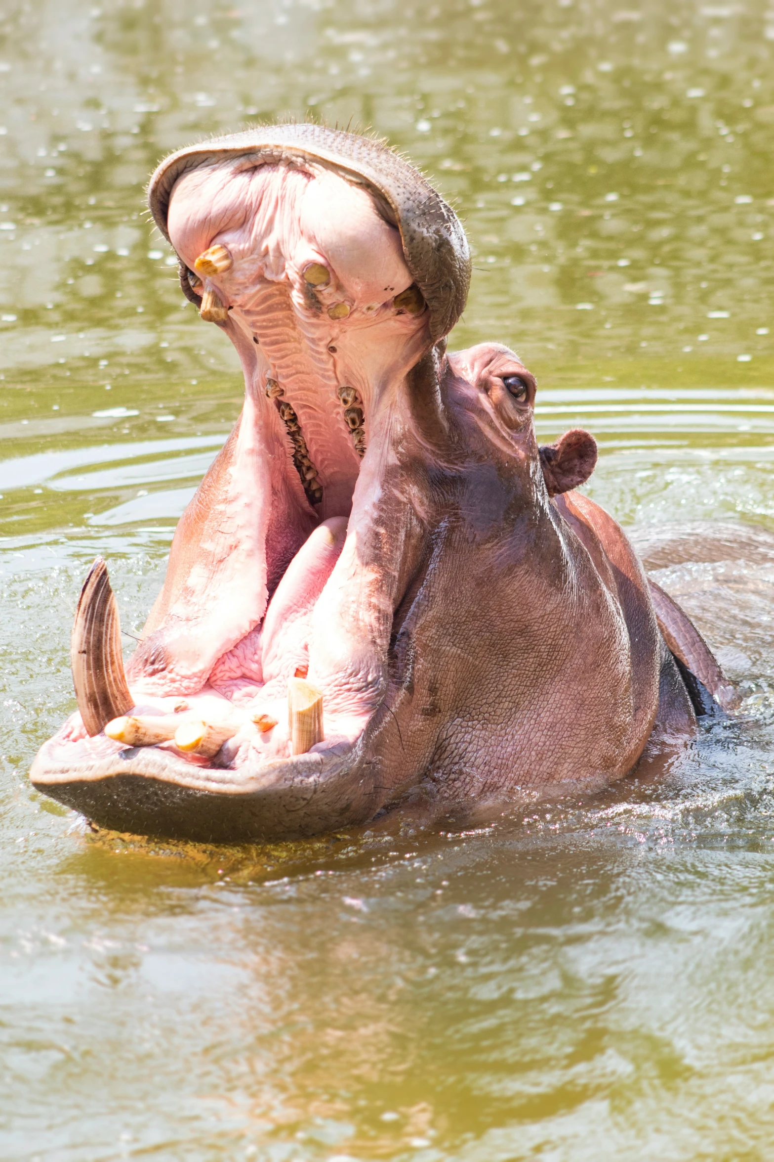 the hippopotamus has its mouth open and it's head covered in a hat
