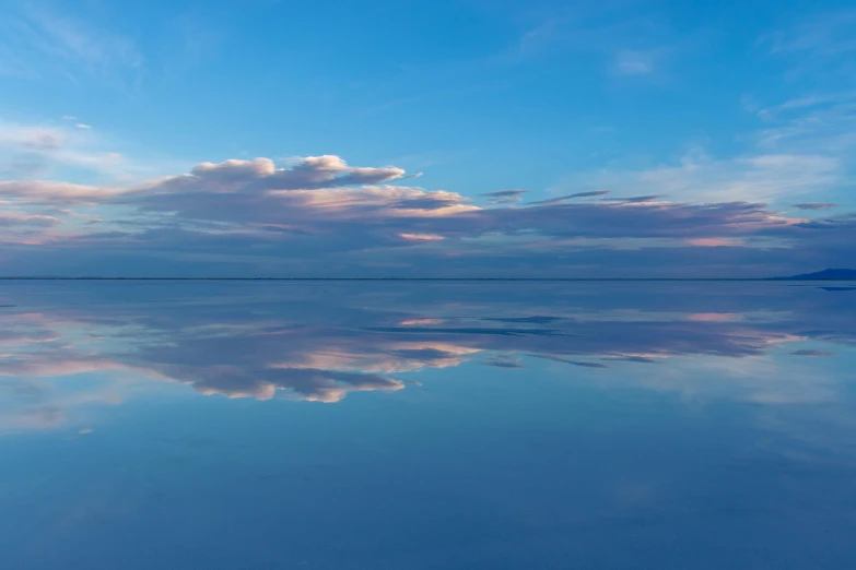 a lone horse is standing on a lake