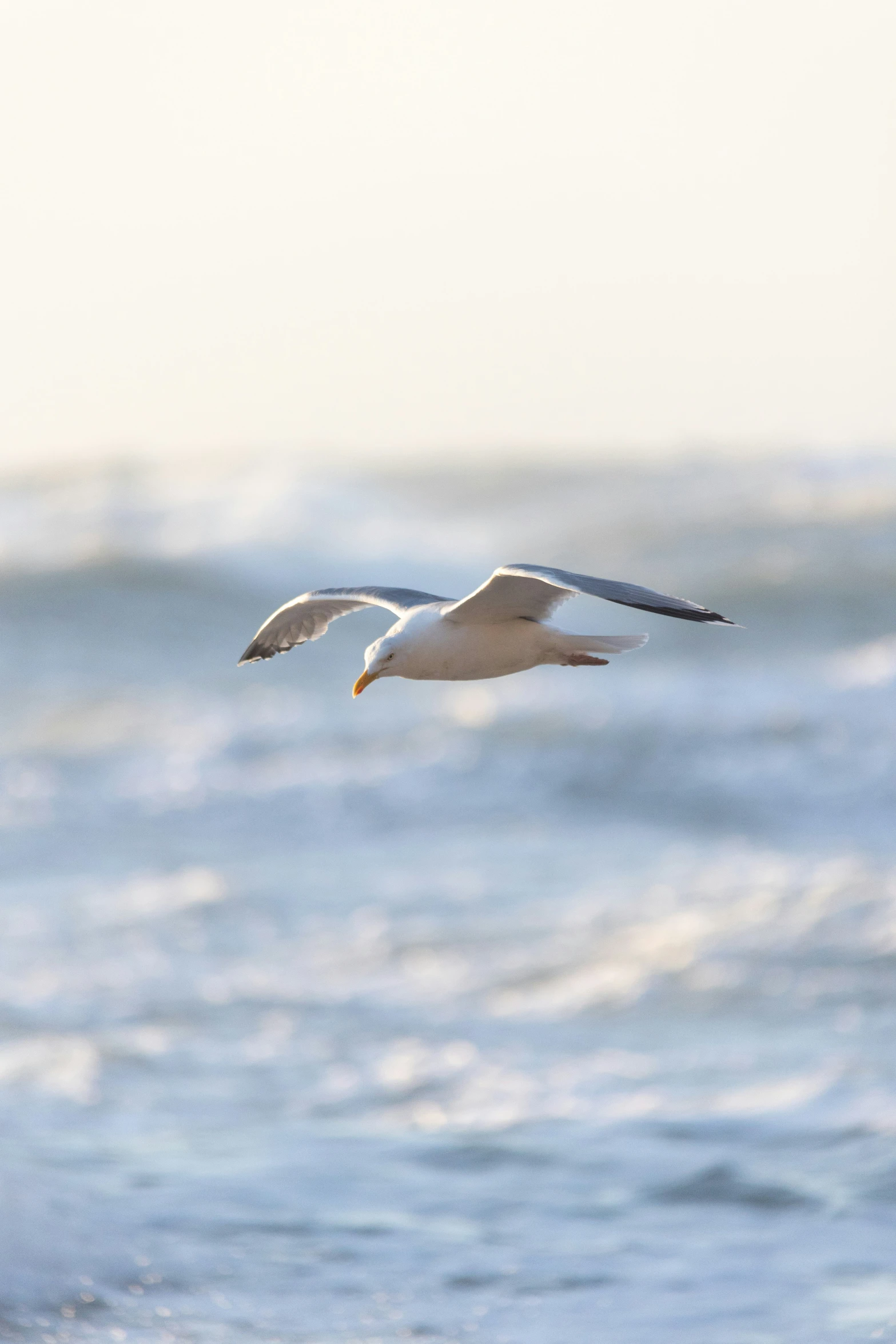 a white bird flying over a body of water