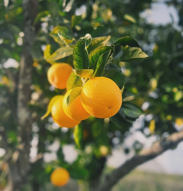 the tree is full of ripe oranges and green leaves