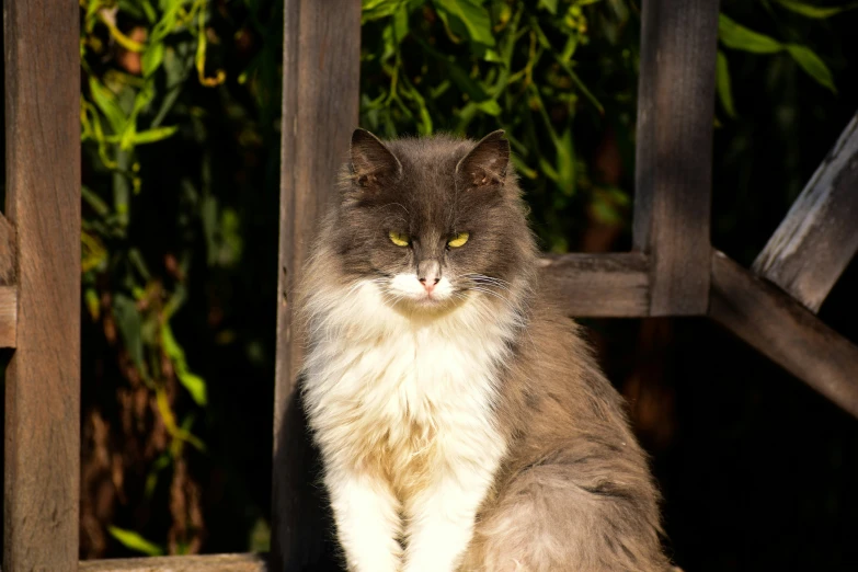 a fluffy grey and white cat with green eyes sitting down