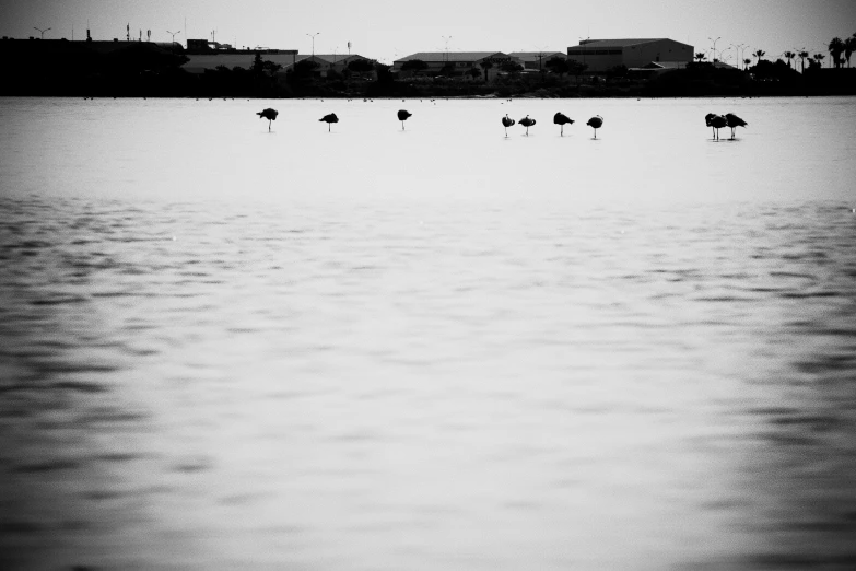 a flock of birds is standing in the water