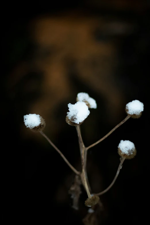 snow sitting on the top of a small plant