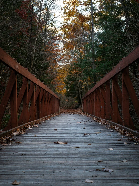 a boardwalk in the woods next to trees with leaves on it
