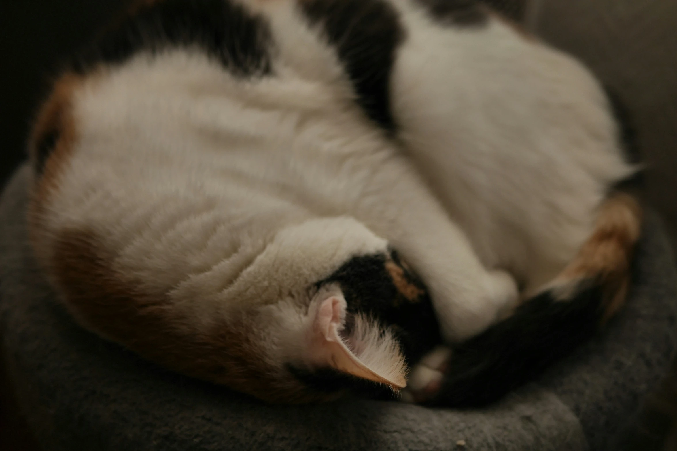 a black, brown and white cat curled up asleep on the couch