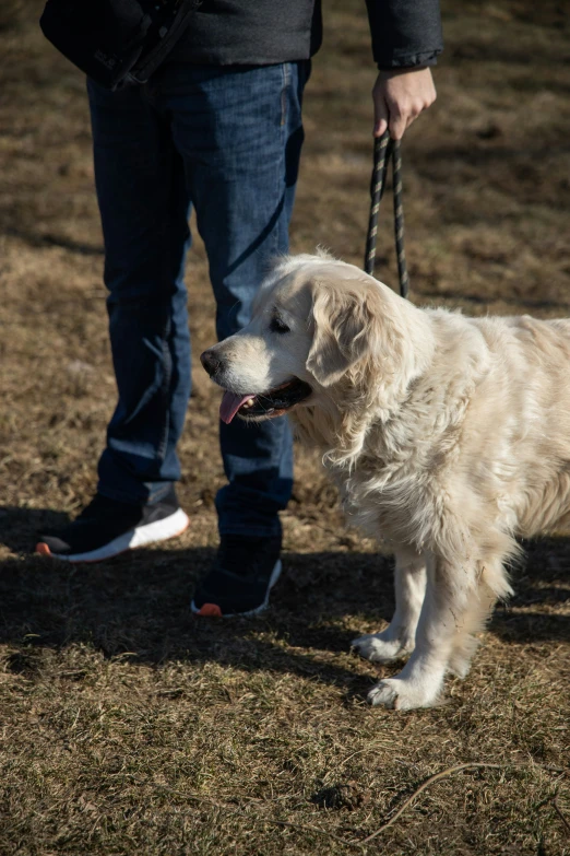 a dog on a leash being held by a person