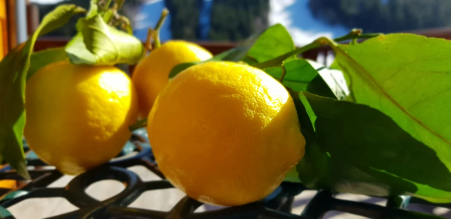 several oranges on a table top in the sun