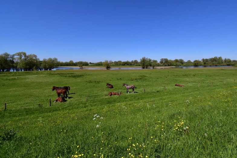 four horses are grazing on a grassy field