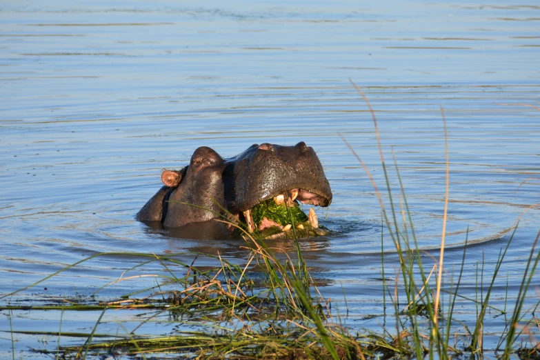 two elephants bathing together in the water