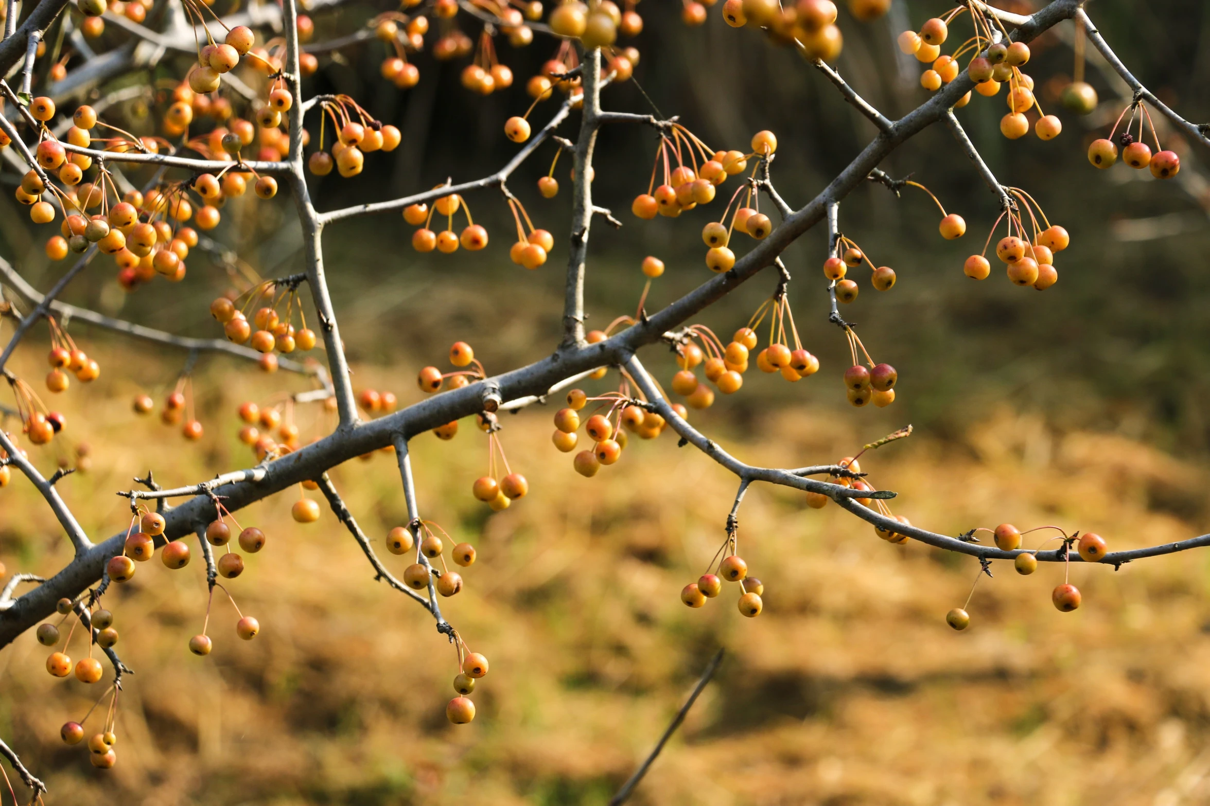 a small cluster of berries hanging from a tree