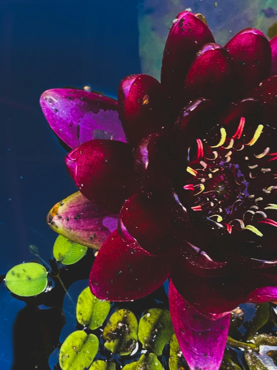 a red flower floating on top of water