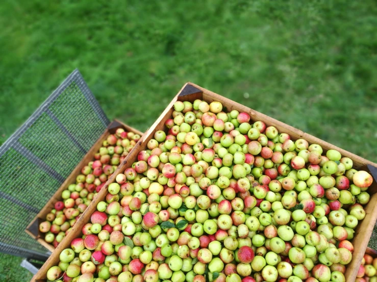 a carton filled with lots of apples in a field