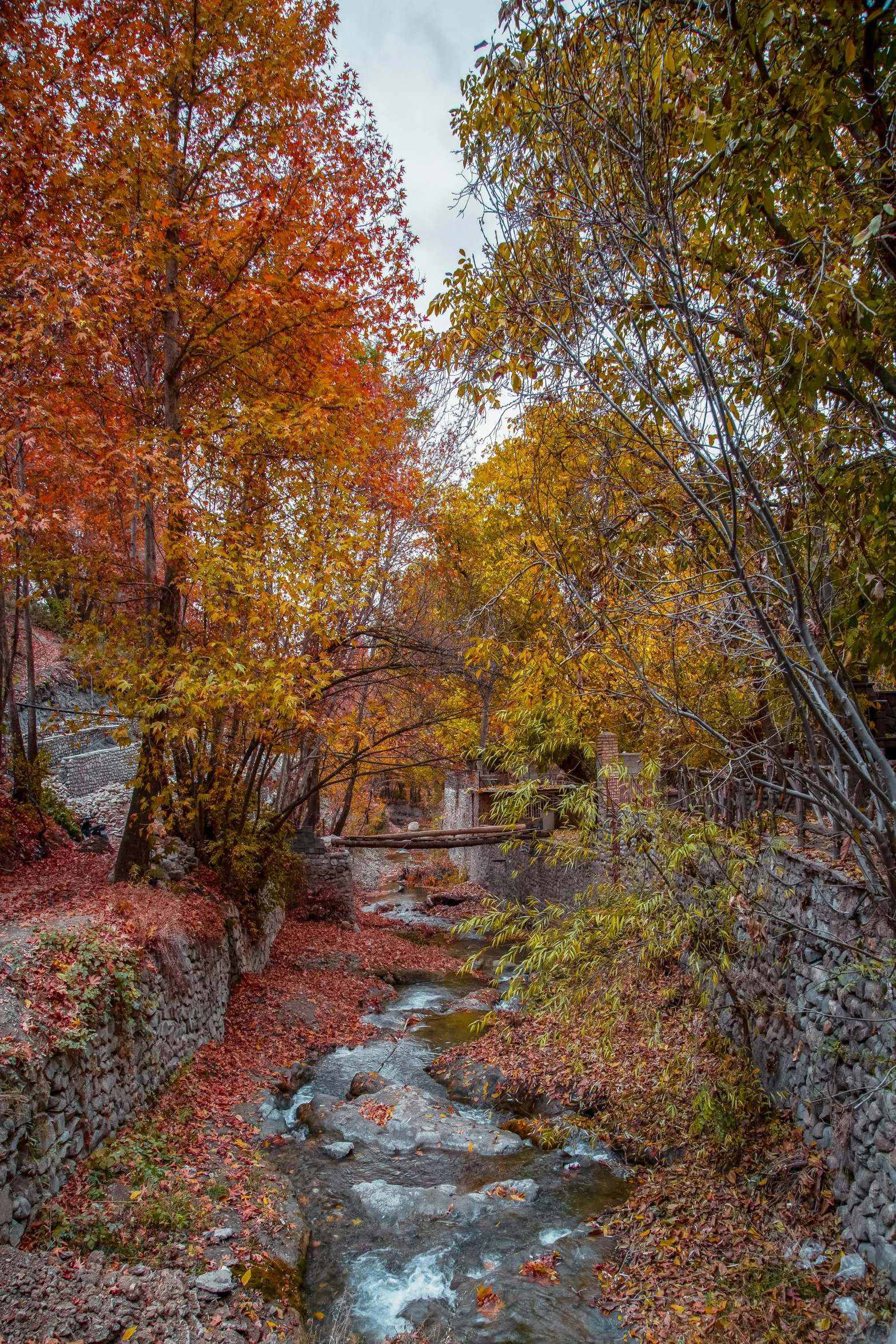 a creek running under some trees in the fall