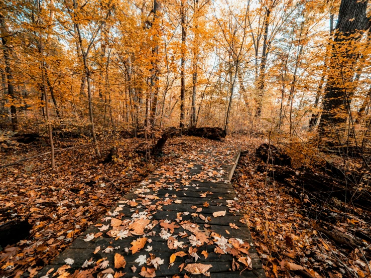 the pathway leading through the woods has fallen leaves