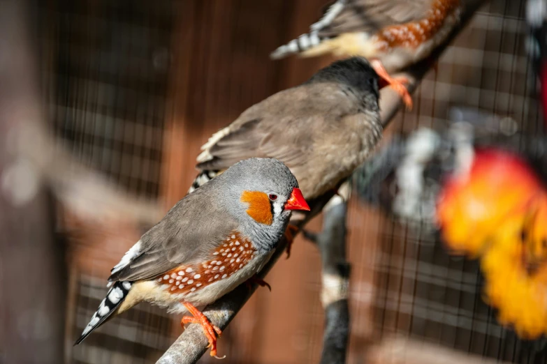 two birds standing on top of a bird feeder