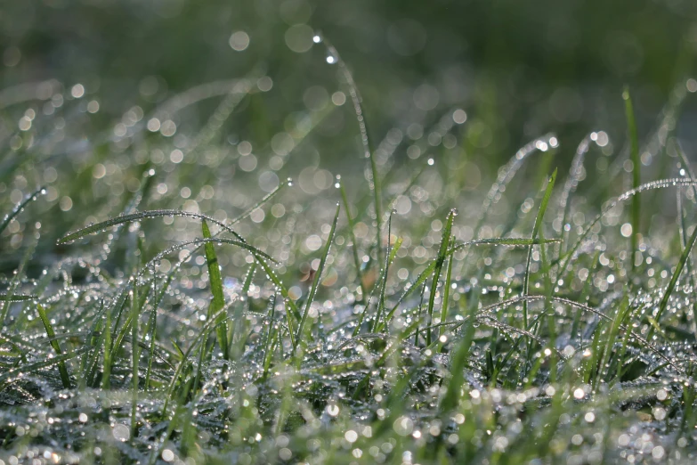 the grass is covered in water droplets on a sunny day