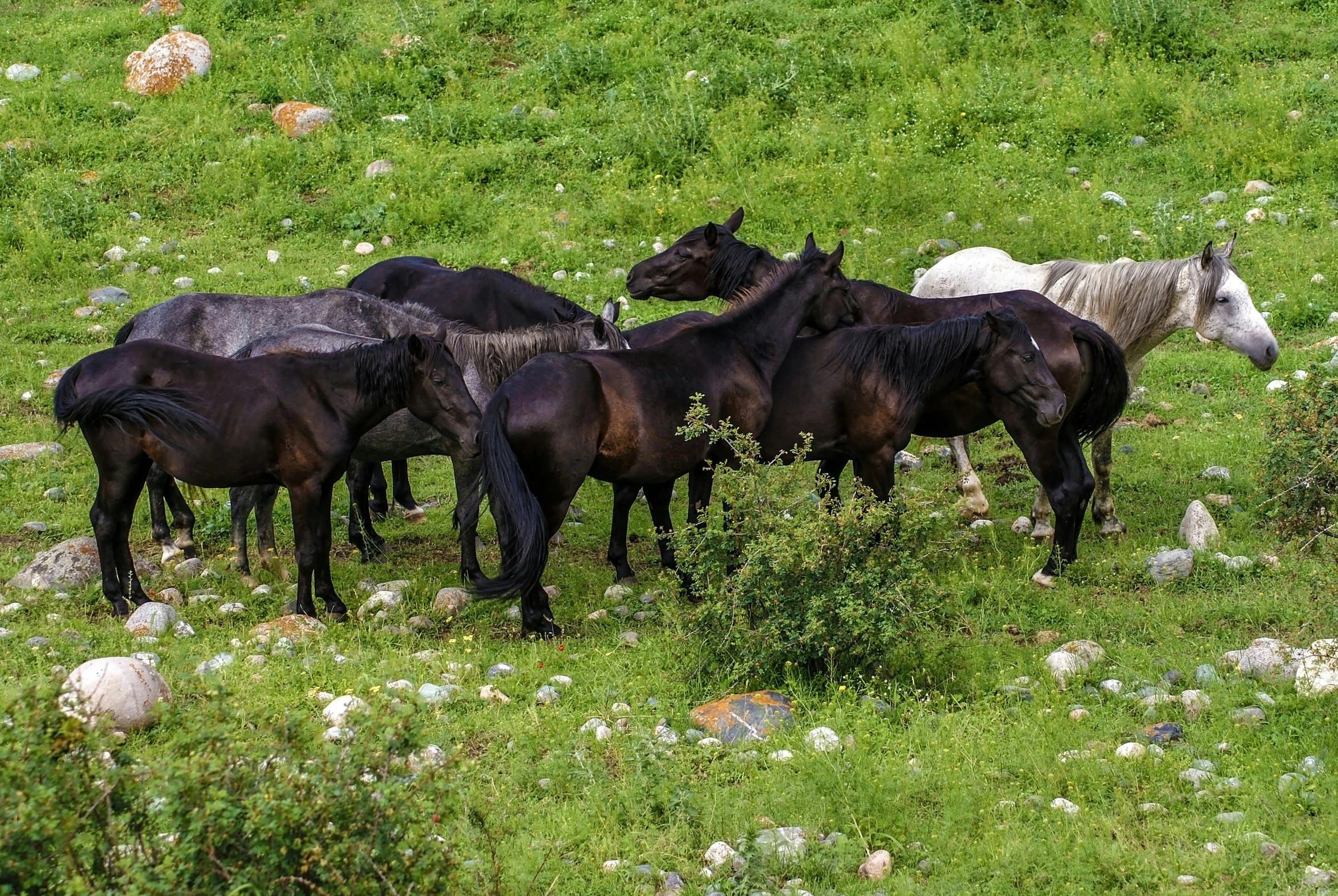 a bunch of horses are standing around in the grass