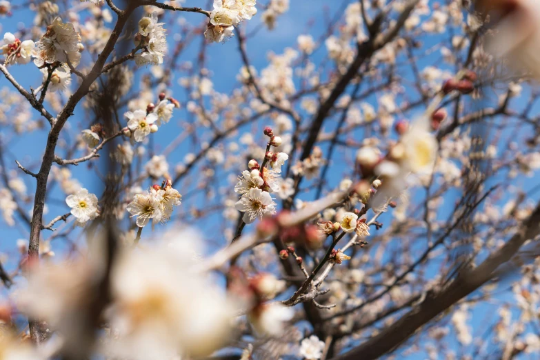 flowering tree nches and the sky is almost hidden