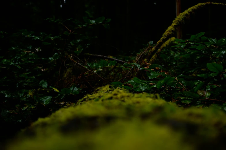 the moss is growing on the surface of this green hill