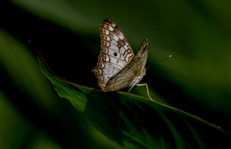 the large erfly is perched on top of the leaf