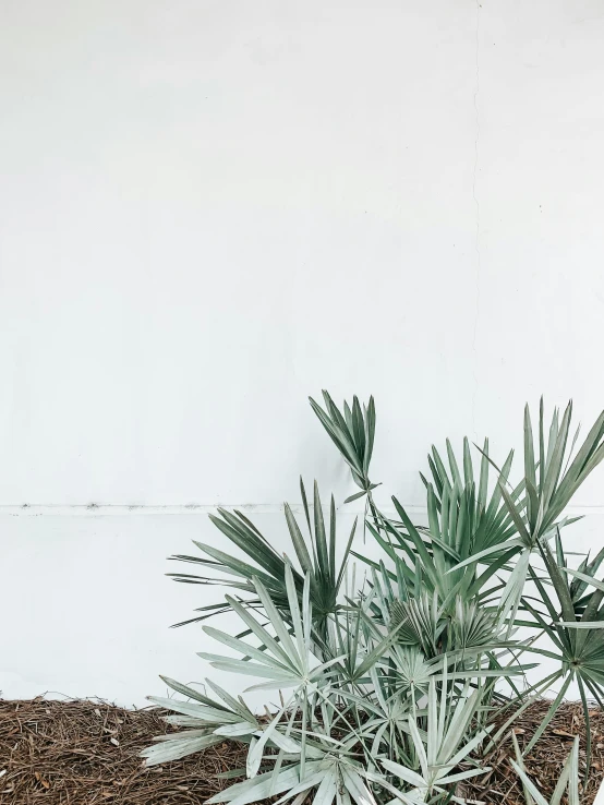 a green plant sits next to the wall