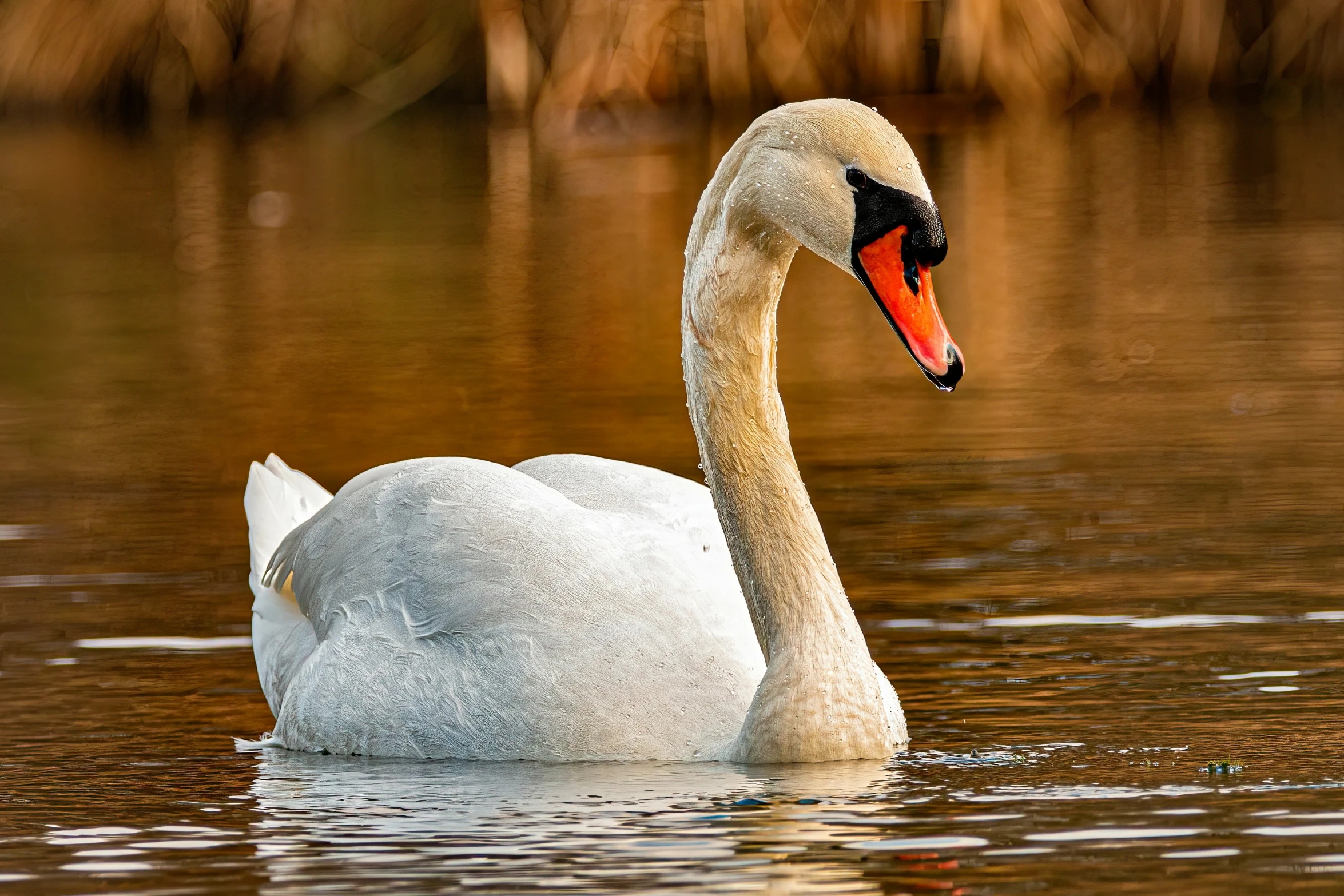 a swan is swimming in some water near other ducks