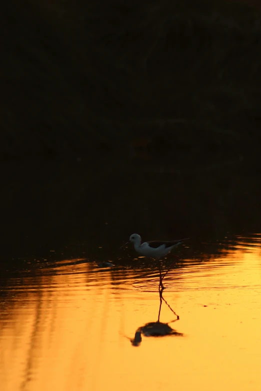 a small bird is standing in the water