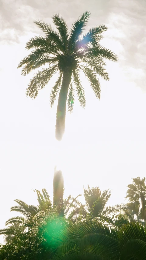 a large palm tree sitting in the middle of a forest