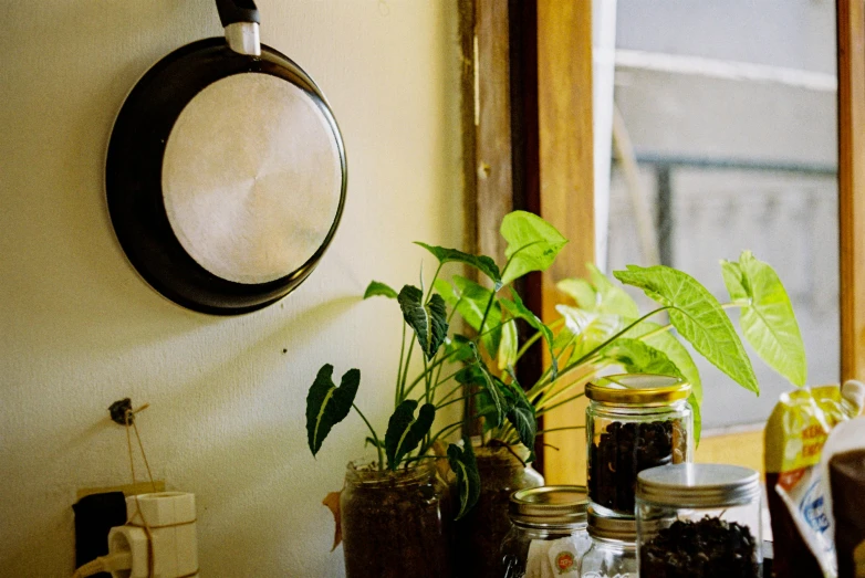 potted plants on shelf below circular picture