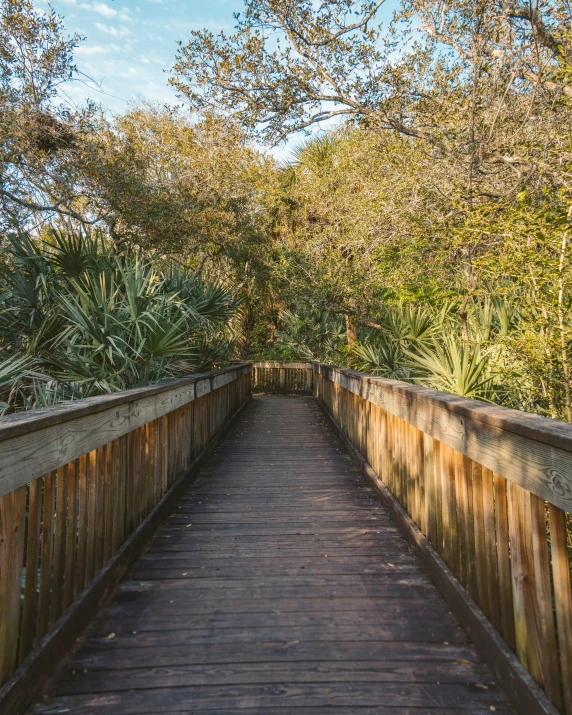 wooden pathway on an outdoor walkway with trees